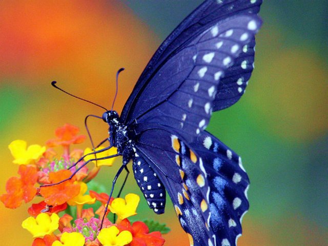 Все о бабочках в Калининграде | ЗооТом портал о животных