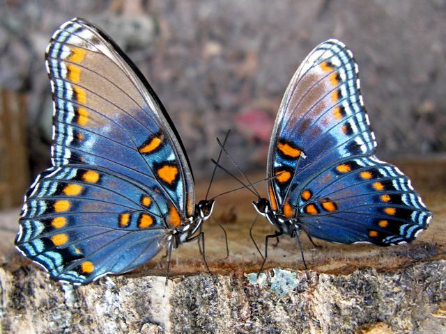 Все о бабочках в Калининграде | ЗооТом портал о животных