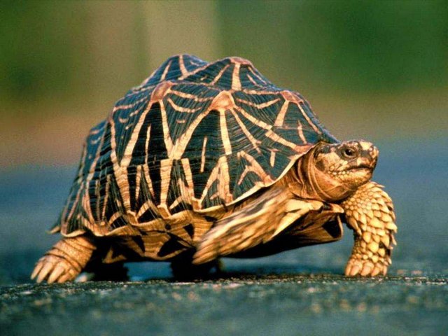 Все о черепахах в Калининграде | ЗооТом портал о животных