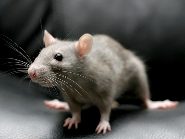 Все о крысах в Калининграде | ЗооТом портал о животных