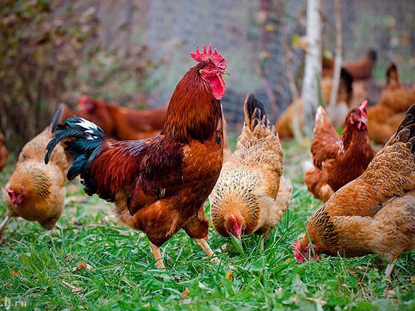 Породы куриц | ЗооТом - продажа, вязка и услуги для животных в Калининграде