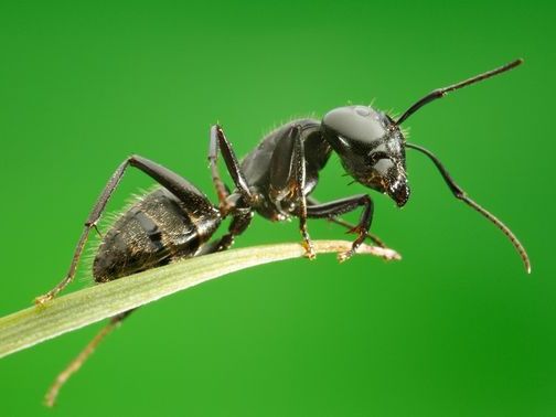 Все о муравьях в Калининграде | ЗооТом портал о животных