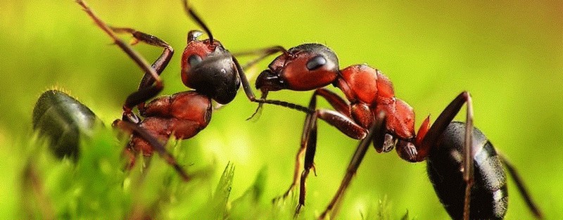 Все о муравьях в Калининграде | ЗооТом портал о животных