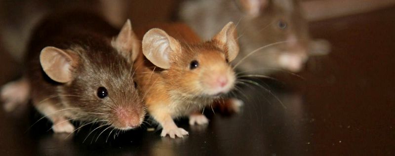 Все о мышах в Калининграде | ЗооТом - продажа, вязка и услуги для животных в Калининграде