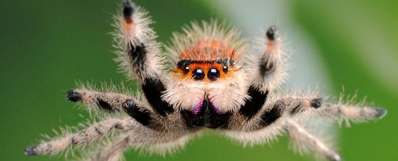 Все о пауках в Калининграде | ЗооТом портал о животных