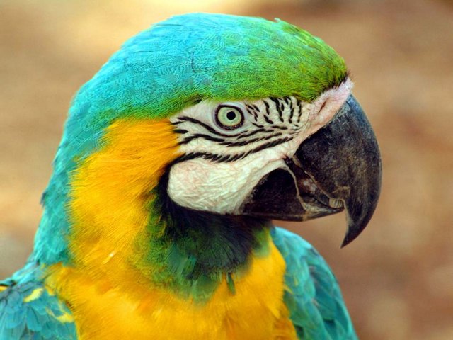 Все о попугаях в Калининграде | ЗооТом портал о животных