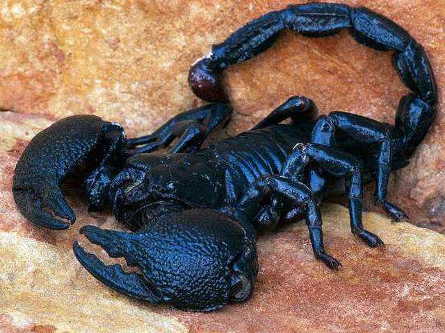 Все о скорпионах в Калининграде | ЗооТом портал о животных