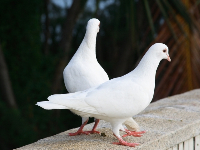 Все о голубях | ЗооТом - продажа, вязка и услуги для животных в Калининграде