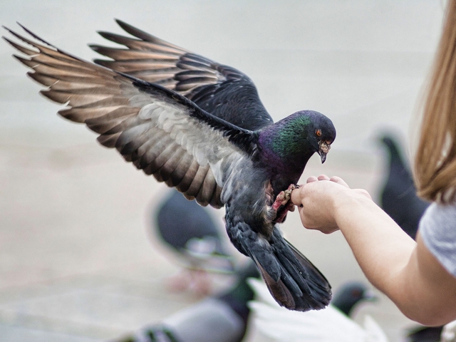 Все о голубях | ЗооТом - продажа, вязка и услуги для животных в Калининграде