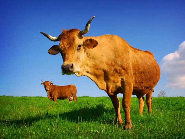 Все о коровах в Калининграде | ЗооТом портал о животных