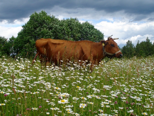 Все о коровах в Калининграде | ЗооТом портал о животных