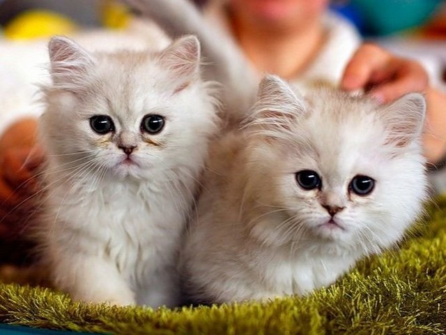 Породы кошек в Калининграде | ЗооТом портал о животных