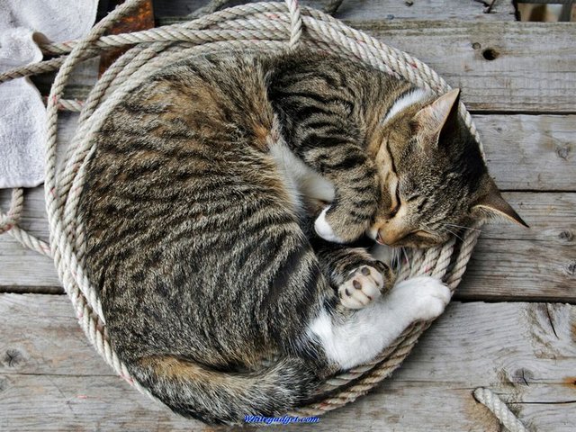 Все о кошках в Калининграде | ЗооТом портал о животных