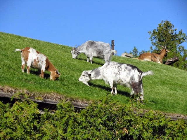 Все о козах в Калининграде | ЗооТом портал о животных