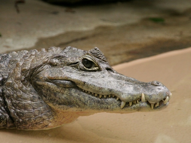 Все о крокодилах в Калининграде | ЗооТом портал о животных