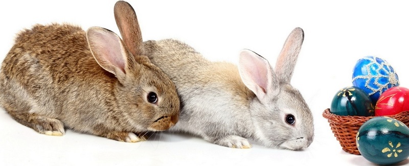 Все о кроликах в Калининграде | ЗооТом портал о животных