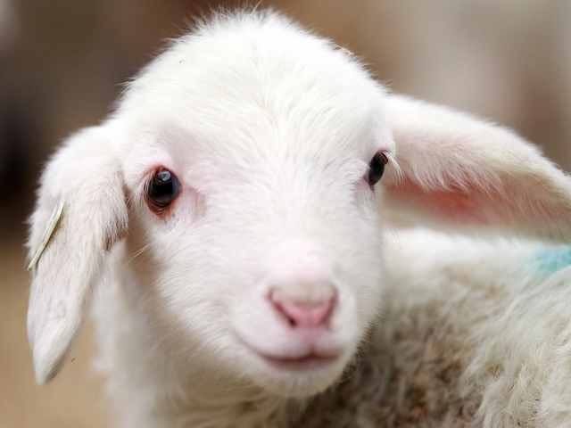 Овцы и бараны в Калининграде | ЗооТом портал о животных