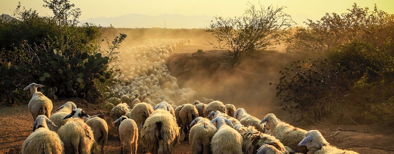 Все об овцах в Калининграде | ЗооТом портал о животных
