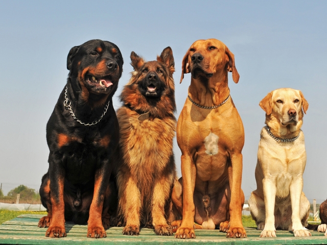 Крупные породы собак в Калининграде | ЗооТом портал о животных