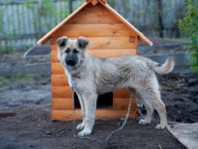 Все о собаках в Калининграде