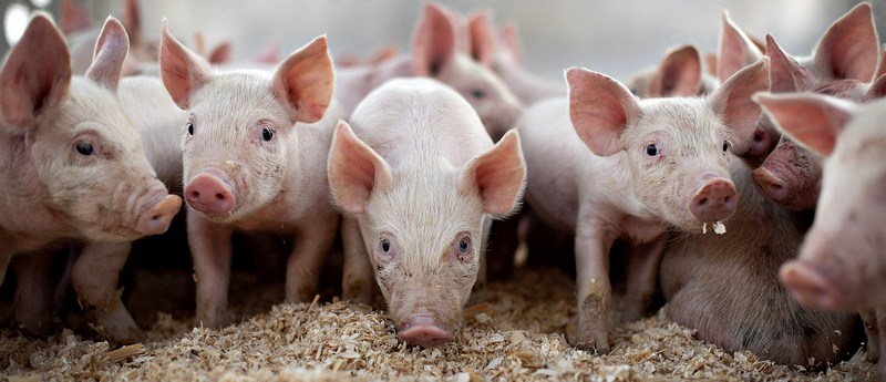 Все о свиньях в Калининграде | ЗооТом портал о животных