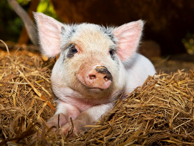Все о свиньях в Калининграде | ЗооТом портал о животных